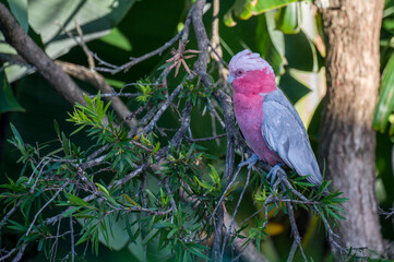 A Galah perched in a tree facing left of frame.