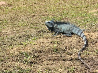 Green Iguana in Its Natural Habitat