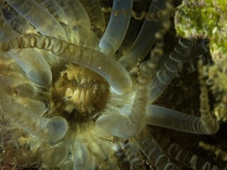 Mouth of the corkscrew anemone