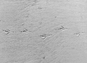 Bird footprints in the sand