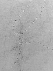 Bird footprints in the sand