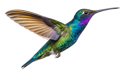 Obraz premium Vibrant hummingbird hovering in mid-air showcasing iridescent feathers in a natural habitat setting Transparent PNG