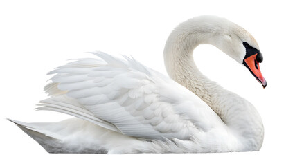 Fototapeta premium White swan resting gracefully by the water's edge in a serene natural setting during a sunny day Transparent PNG
