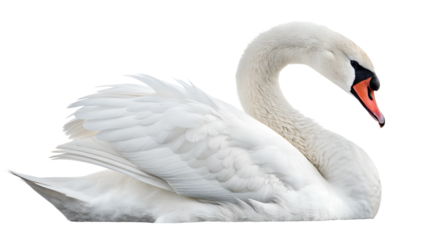White swan resting gracefully by the water's edge in a serene natural setting during a sunny day Transparent PNG