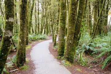 Mossy Trees Along a Pathway – Enchanting Forest Walk
