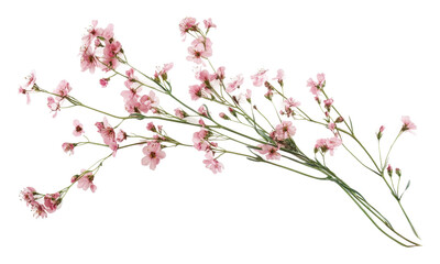 Delicate pink flowers with slender green stems isolated on transparent background