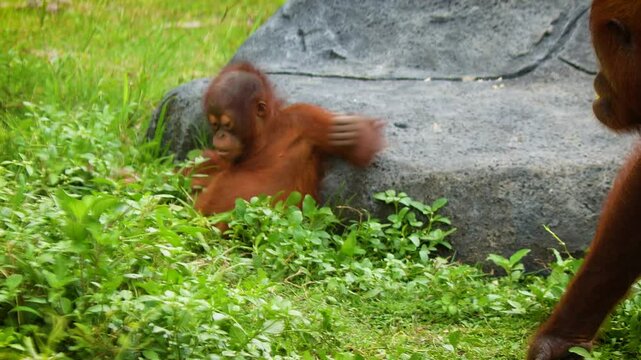 serene image of Sumatran orangutan or Pongo abelii, highlighting natural wildlife behavior within a lush green habitat.The Sumatran orangutan is endemic to Sumatra and critically endangered