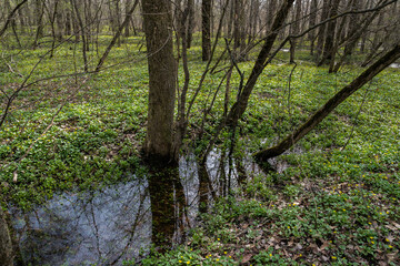 Blooming yellow flowers in spring forest