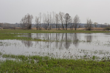 Flooded area meadow spring landscape