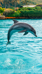 Obraz premium Dolphin leaps gracefully from the water.