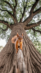 Obraz premium Red squirrel balancing on a branch, holding a nut.