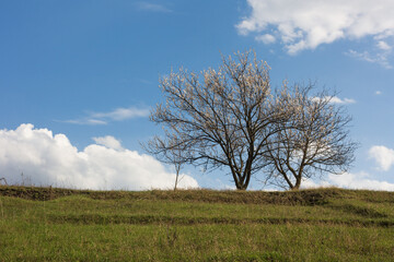 Apricot tree blooming, spring landscape