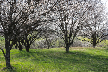 Blooming spring apricot garden nature
