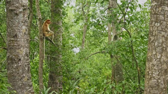 Proboscis Long-nosed Monkey Nasalis larvatus is arboreal monkey with large nose endemic to Borneo, reddish-brown skin color and a long tail, lives in mangrove forests, jumping and sitting, life shots.