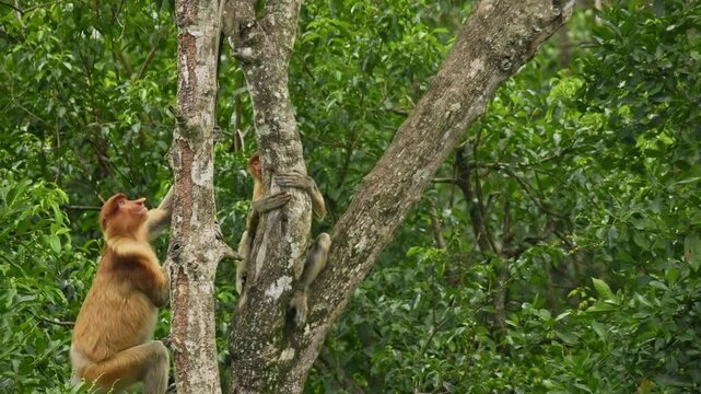 Proboscis Long-nosed Monkey Nasalis larvatus is arboreal monkey with large nose endemic to Borneo, reddish-brown skin color and a long tail, lives in mangrove forests, jumping and sitting, life shots.