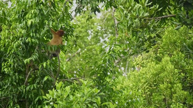 Proboscis Long-nosed Monkey Nasalis larvatus is arboreal monkey with large nose endemic to Borneo, reddish-brown skin color and a long tail, lives in mangrove forests, jumping and sitting, life shots.