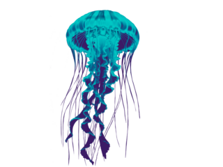 jellyfish isolated blue turquoise