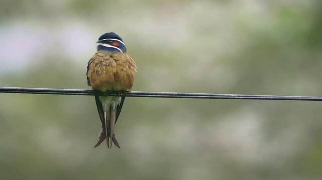 Whiskered treeswift Hemiprocne comata bird in Hemiprocnidae, found in Brunei, Indonesia, Malaysia, Myanmar, Philippines, Singapore and Thailand, beautiful colored swift on the wire.