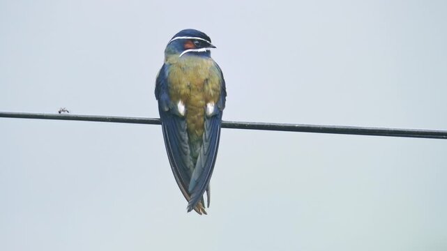 Whiskered treeswift Hemiprocne comata bird in Hemiprocnidae, found in Brunei, Indonesia, Malaysia, Myanmar, Philippines, Singapore and Thailand, beautiful colored swift on the wire.