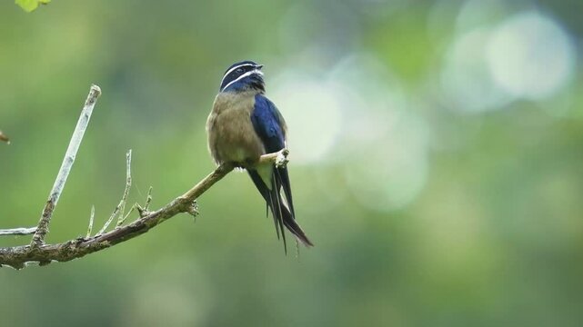 Whiskered treeswift Hemiprocne comata bird in Hemiprocnidae, found in Brunei, Indonesia, Malaysia, Myanmar, Philippines, Singapore and Thailand, beautiful colored swift on the wire.
