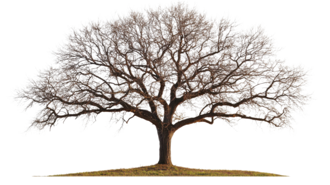 Majestic bare oak tree standing on a patch of grass with transparent background