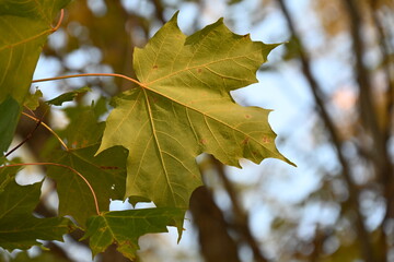 red and yellow autumn leaves