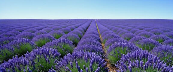 Naklejka premium Fields of Lavender