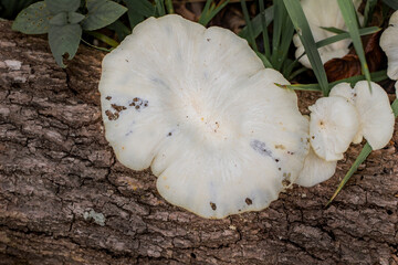 Brazilian Mushroom
This plant is very comon in brazilian savannah.
