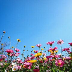 Fototapeta premium Spring Blossoms