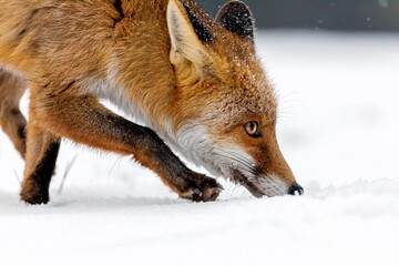 Detail of fox nose. Red fox, Vulpes vulpes, sniffs about prey in snow on forest meadow. Orange fur coat animal with fluffy tail. Wild vixen in wildlife nature. Clever beast in natural habitat.