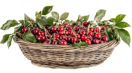 Wicker basket overflowing with freshly picked red cherries and green leaves on transparent background