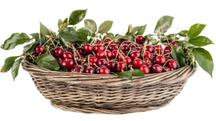 Wicker basket overflowing with freshly picked red cherries and green leaves on transparent background