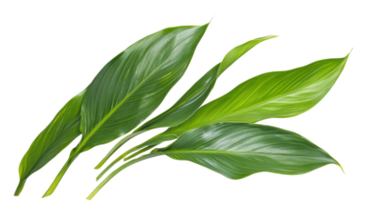 Lush green leaves arranged in a decorative form isolated on transparent background