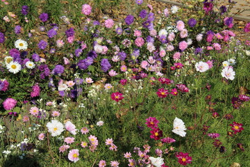 Field Of Flowers, Fort Edmonton Park, Edmonton, Alberta
