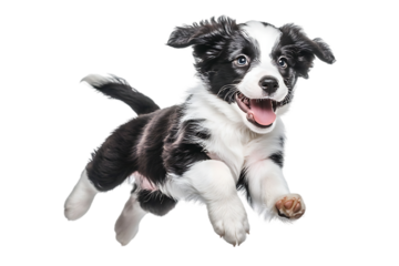border collie puppy isolated