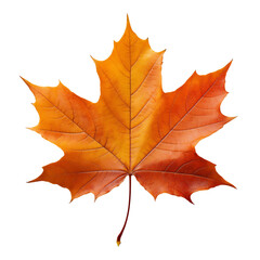 Fototapeta premium maple leaf isolated on white
