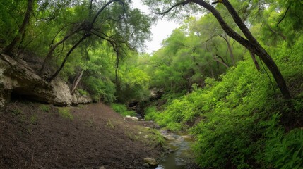 Obraz premium Lush Green Forest Creek Scene Dappled Sunlight and Peaceful Nature