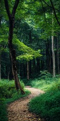 Fototapeta premium Lush Forest Trail, Sun-Dappled, Verdant Green, Tranquil Scene, Natural Beauty, Pathway, Hiking, Vertical Composition