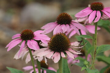 Flora In Bloom, Fort Edmonton Park, Edmonton, Alberta