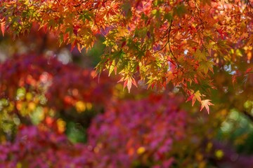 木漏れ日浴びて輝くカラフルなモミジの紅葉情景