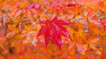 前日の雨にしっとりと濡れた真っ赤なモミジの落ち葉