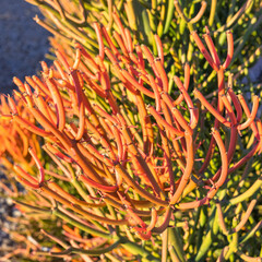 Close up of Euphorbia Tirucalli Succulent (Sticks on Fire)