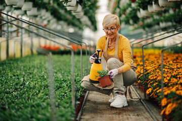 Happy old botanist spraying flower sapling with sprayer at hothouse.