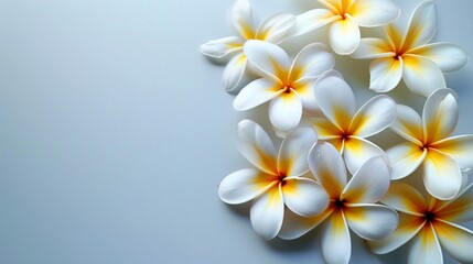Fototapeta premium White flowers with yellow centers on a pale blue background. AI generative. .