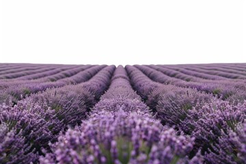 Obraz premium Rows of purple lavender flowers fading into the distance. AI generative. .