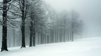Obraz premium Snow-covered trees stand in a foggy forest with a snowy ground in the foreground. AI generative. .