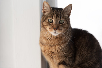 Fototapeta premium European common cat, grey, standing or sitting on a soft-bottomed window with a cloudy moon, He looks everywhere with his big, pretty eyes.