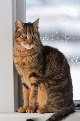Obraz premium European common cat, grey, standing or sitting on a soft-bottomed window with a cloudy moon, He looks everywhere with his big, pretty eyes.