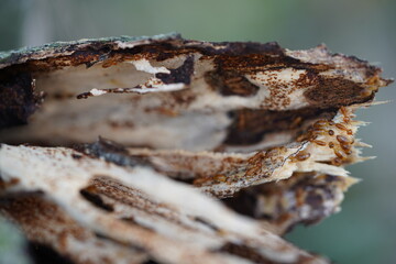 Old tree trunk as a dwelling for termite (Termitoidae, Termitoidea or Isoptera). Amazon rainforest near Manaus, state of Amazonas, Brazil.