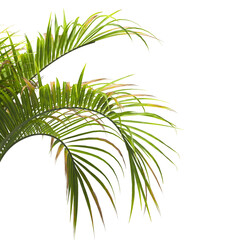 palm Tree Leaves isolated on transparent background. Hyophorbe verschaffeltii. cutout palm tree leaves PNG. palm tree with green leaves on white background. Isolated palm tree on PNG background.